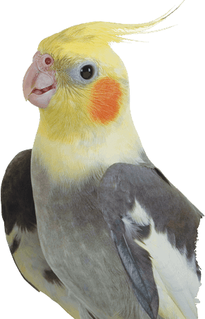 bird image