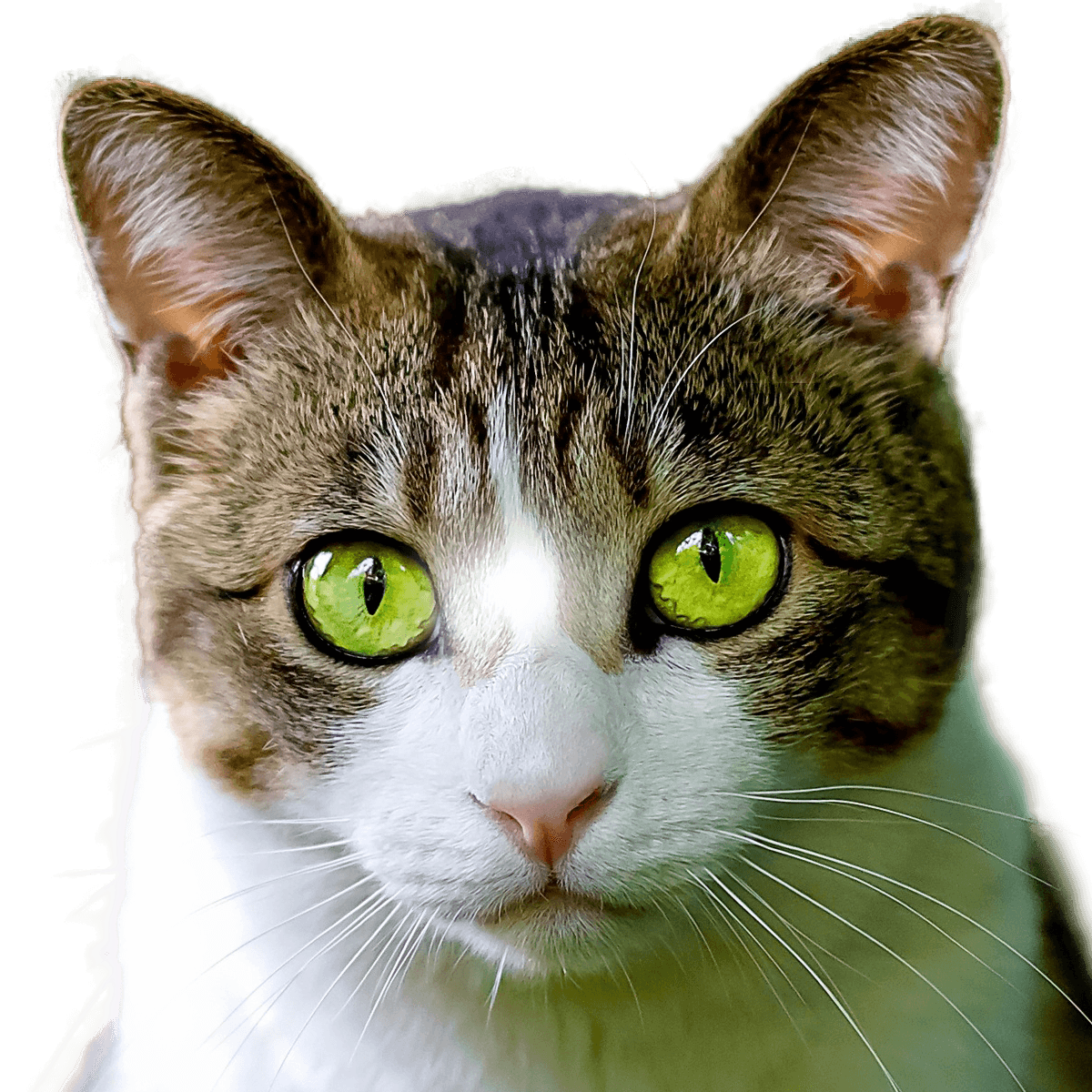 cat image