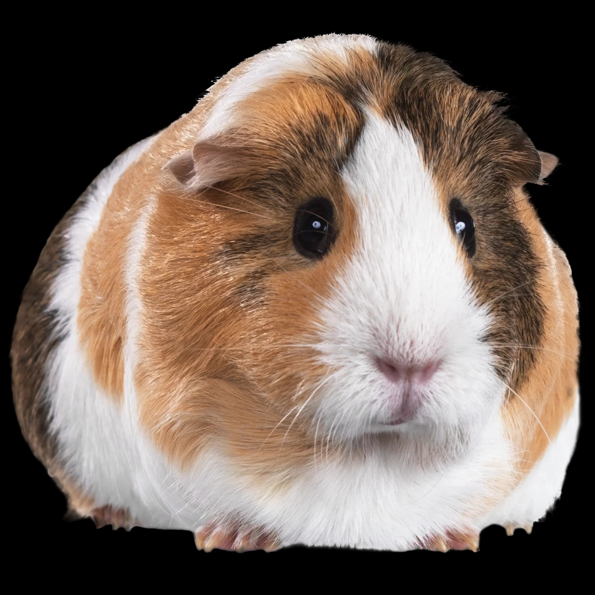 guinea pig image