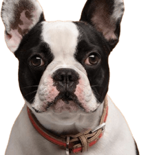dog image