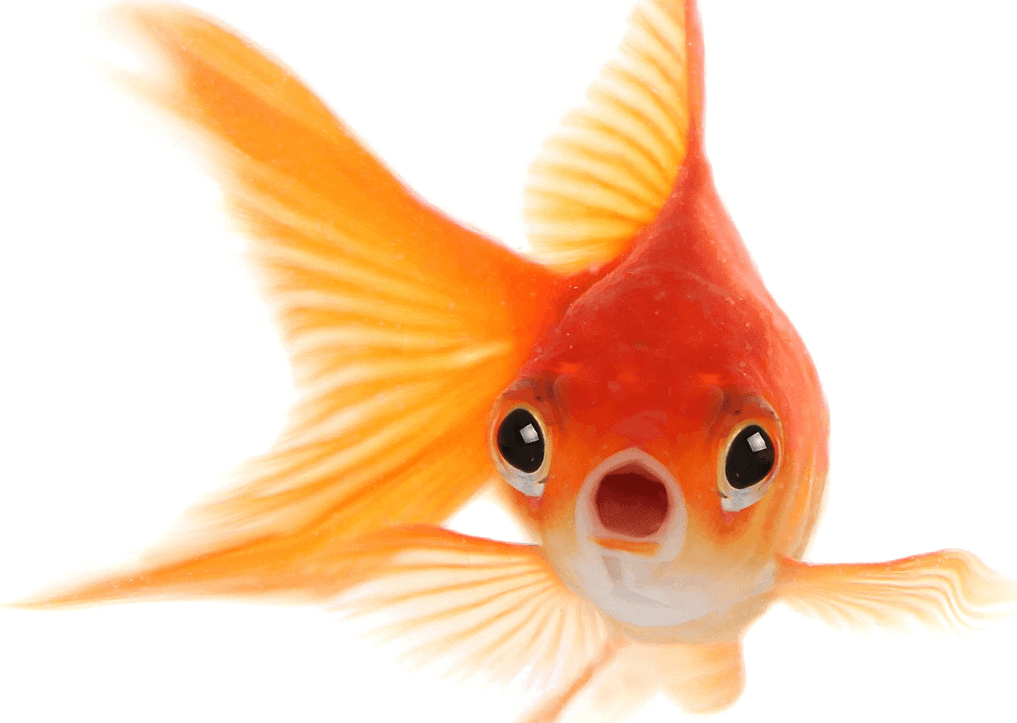 fish image