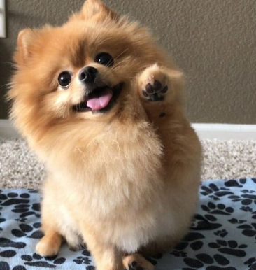 featured pet image